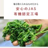 Ogrelife Domestic Handmade Mulberry Leaf Tea 0.1 oz (2.5 g)