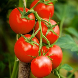 TomorrowSeeds - Moneymaker Vine Tomato Seeds - 300+ Count - for 2025 Planting Indeterminate Tomatoes Cordon Non-GMO USA Garden Vegetable Fruit Grow Your Own Home Farm Patio Healthy Sustainable Living