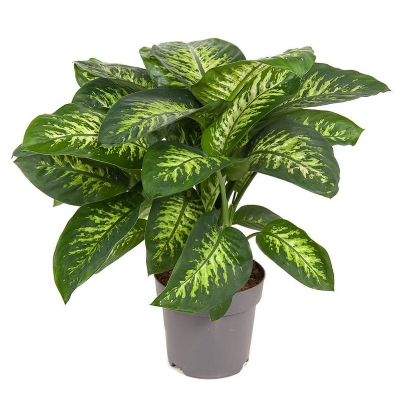 Expert Dumb Cane Plant Potting Soil Mix by Gardenera -