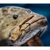 Mustad UltraPoint Demon Perfect Offset Circle 3 Extra Strong Hook