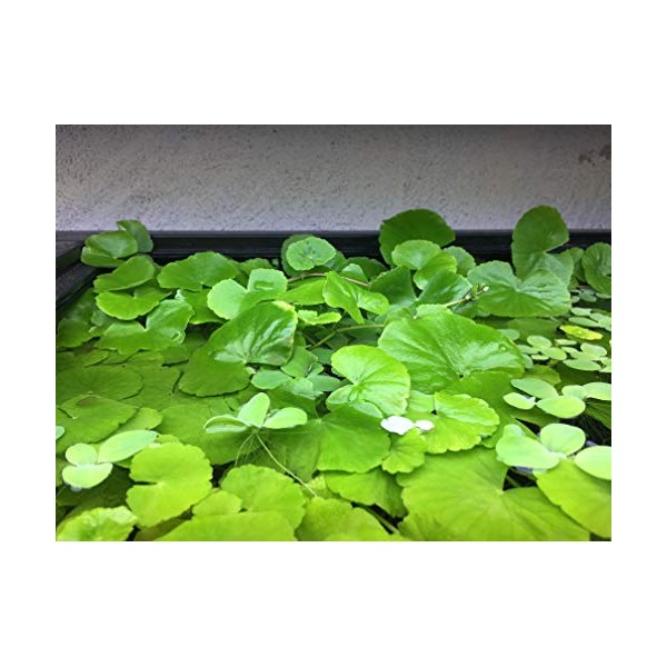 Brazilian Pennywort (Hydrocotyle leucocephala), Live Aquarium/Aquatic/Floating/Pond/Freshwater Plant, Planted Aquarium by G&Z