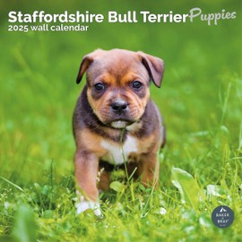 Baker and Bray Staffordshire Bull Terrier Puppies Calendar 2025, Large Square Wall Calendar, 16 Month, Staffordshire Bull Terrier Puppies Gift Dog Calendar.