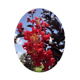 Crapemyrtle Ebony Embers Red Flowering Purple Black Foliage Tree Shrub Live Crepe Crape Myrtle Plant Starter Size 4 Inch Pot Emerald R