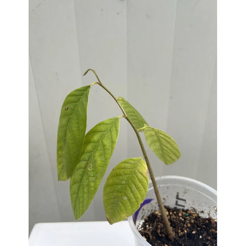 Tree 1 Cherimoya Live Plant Seedling Fruit Tree 10” Ready