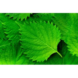 CZ Grain Green Shiso Seeds for Planting (200+ Seeds) Tangy Japanese Herb, Sushi Bar,Asian