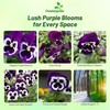 Outsidepride Viva La Violet Viola Pansy Seeds for Planting -
