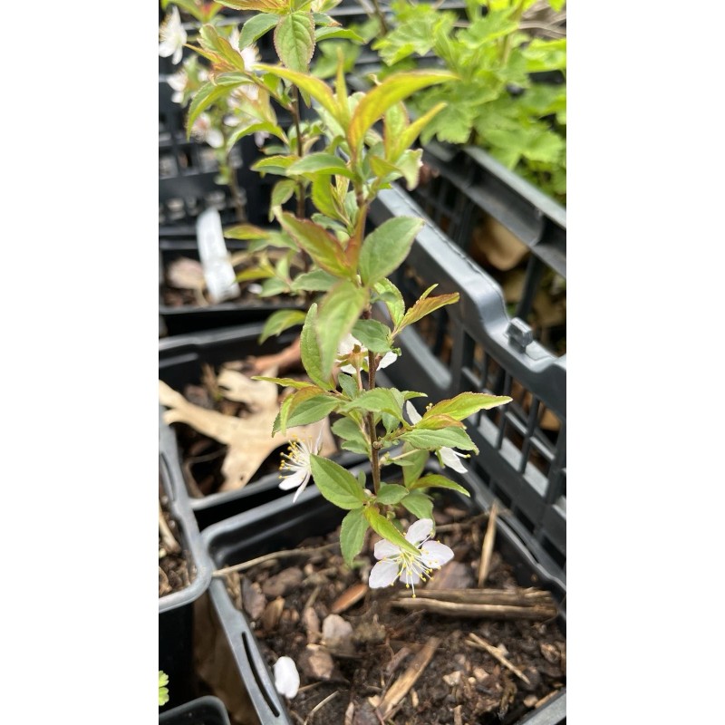 Live Tree Bush cherry Joel (Prunus japonica x Prunus jacquemontii)