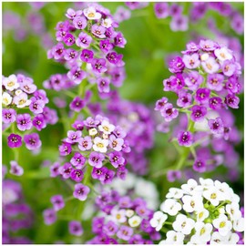 Earthcare Seeds Alyssum 'Royal Carpet' 5,000 Seeds (Lobularia maritima) Fragrant Groundcover - Heirloom - Open Pollinated - Non GMO