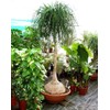 Beaucarnea Recurvata 'Ponytail Palm' - 20 Seeds - Unique Indoor/Outdoor