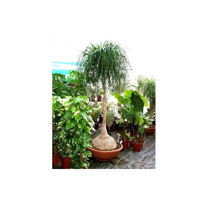 Beaucarnea Recurvata 'Ponytail Palm' - 20 Seeds - Unique Indoor/Outdoor