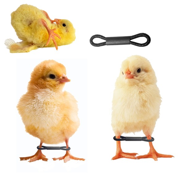 Shitailu 100 Pieces Baby Chicken Splay Leg Hobble Brace Adjustable