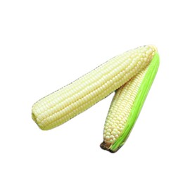 Park Seed Silver Queen Hybrid Corn Seeds
