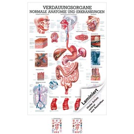 Digestive Organs Mini Poster Anatomy 34x24 cm Medical Teaching Medium