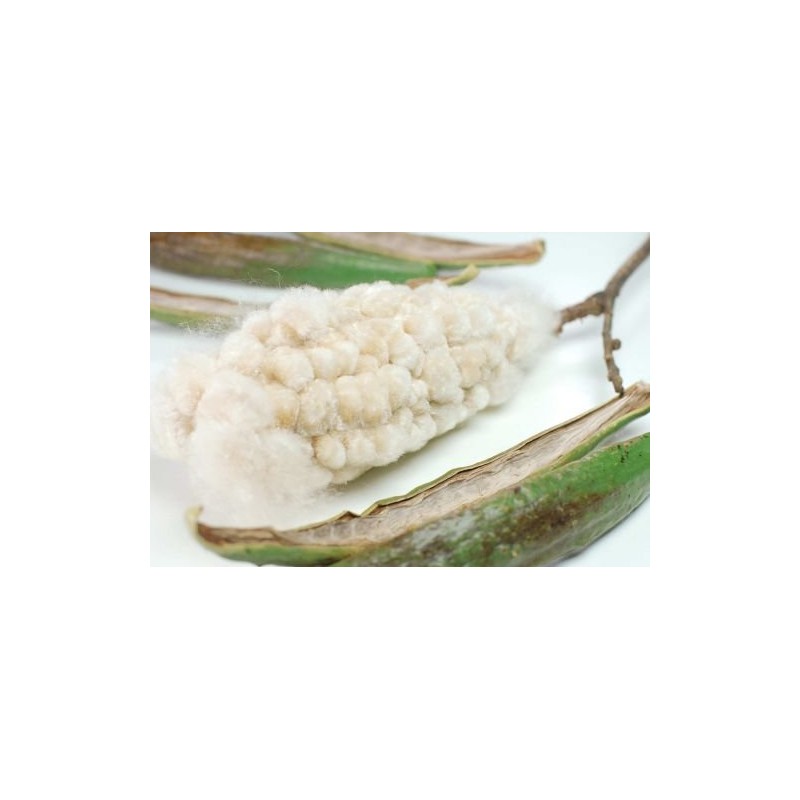 Kapok Natural Pure Plant Fibre Cushion for Allergy Sufferers –