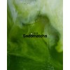 Matcha Ceremonial Japonés Sadomatcha 50g