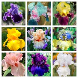 JQBay Mixed Color Rare Iris Flower Seeds (30pcs) - Perennial, Iris for Autumn Blooms