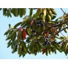 Buy Rare Seeds Elaeocarpus floribundus | Indian Olive | Jalpai