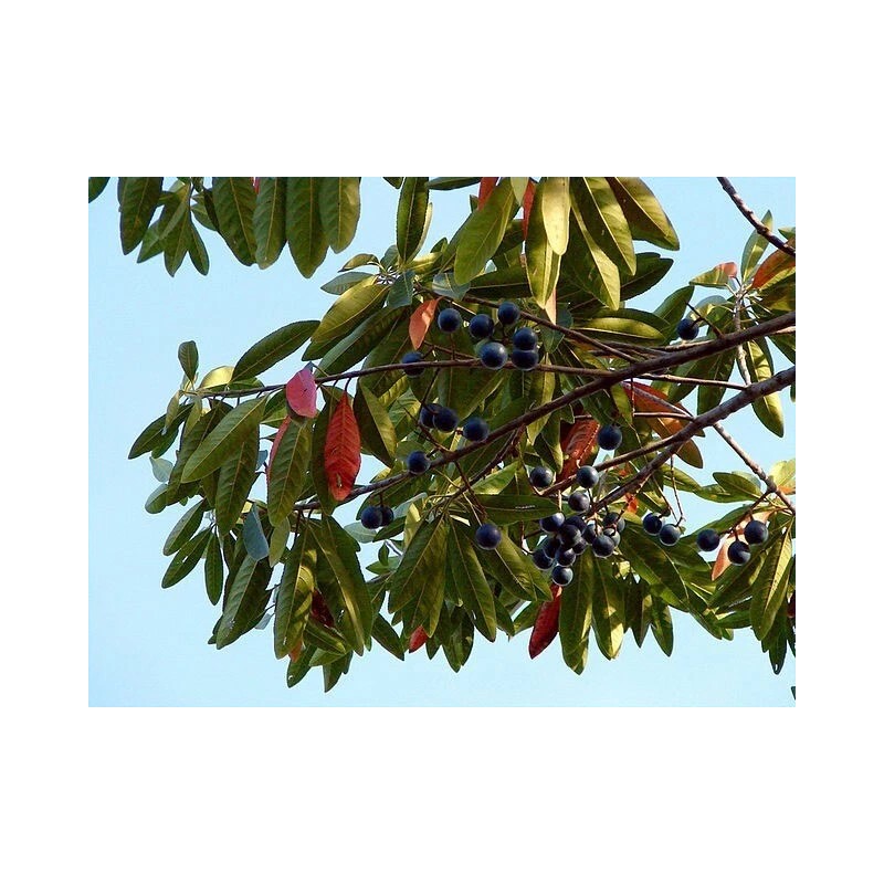 Buy Rare Seeds Elaeocarpus floribundus | Indian Olive | Jalpai