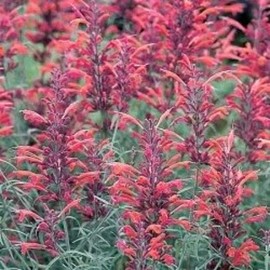 30 Seeds Red Agastache 'Heather Queen' Hummingbrid Mint Hyssop Flower Herb edlcy (Seeds)