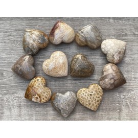 GAF TREASURES Fossil Coral Gemstone Hearts, Polished Fossil Coral Puffy Hearts, Fossil Coral Crystal Palm Stone, Fossil Coral Healing Crystal Hearts (1 Heart)