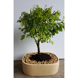 Indoorbonsaiandexotics brazilian raintree bonsai indoors