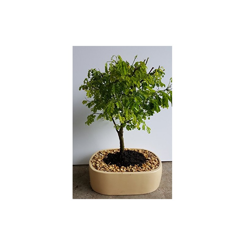 Indoorbonsaiandexotics brazilian raintree bonsai indoors