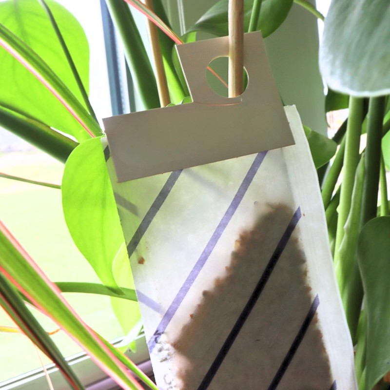 SF nematodes for controlling fungus gnats, thrips and other pests
