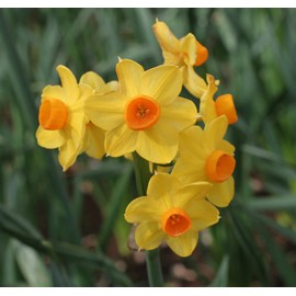 10 Grand Soleil D'or' Narcissus - Indoor Narcissus: Nice, Healthy Bulbs for Holiday Forcing!!