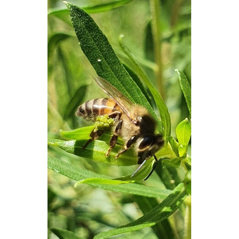 Uniflora Brazilian Green Bee Propolis – 60 Brix – Alcohol-Free