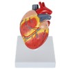 Axis Scientific 2-Part Life-Size Canine Heart Anatomy Model - Detailed