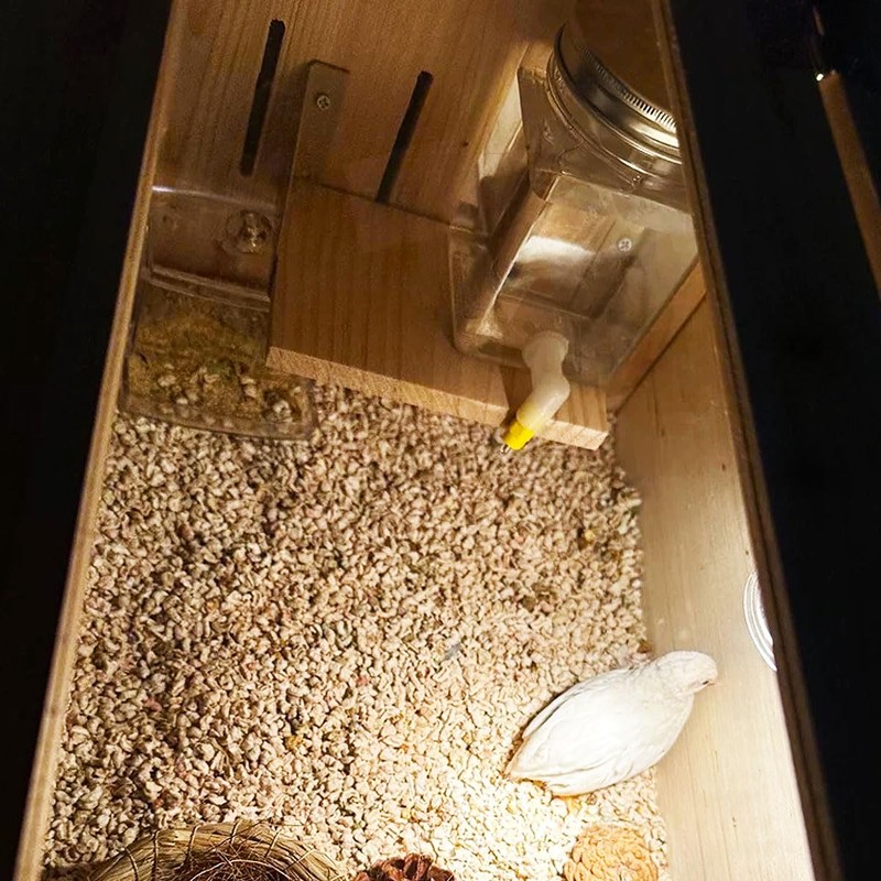 Button Quail Water Feeder Automatic Drinker with Versatile Nipple