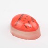 1 Piece Egg Timer, Boiled Egg Clock with Sensitive Resin