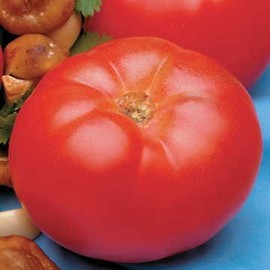 Park Seed Beefmaster Hybrid Tomato Seeds, Pack of 30 Seeds