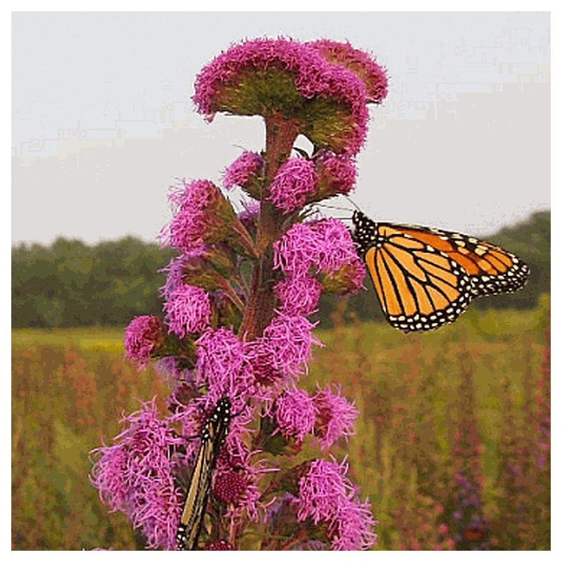 Everwilde Farms - 125 Meadow Blazing Star Native Wildflower Seeds