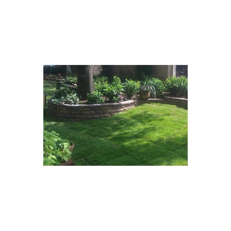 Emerald Zoysia (Zoysia Emerald) grass seeds-1/8 lb