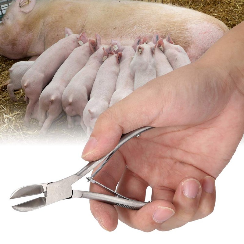 Stainless Steel Piglet Teeth Cutter Pig Tooth Nipper Teeth Cutter