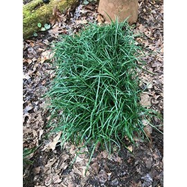 Mondo Grass (Ophiopogon japonicus) 3.5 inch pots. (18)