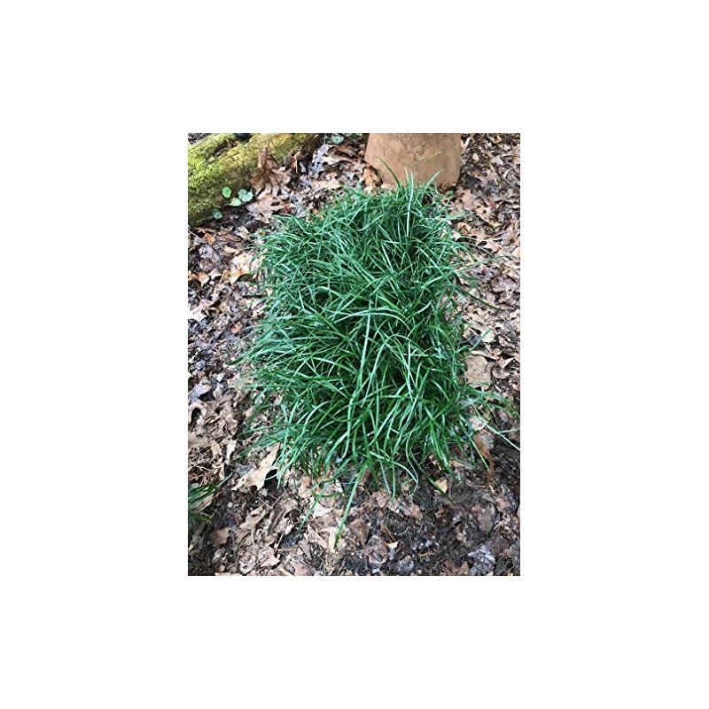 Mondo Grass (Ophiopogon japonicus) 3.5 inch pots. (18)