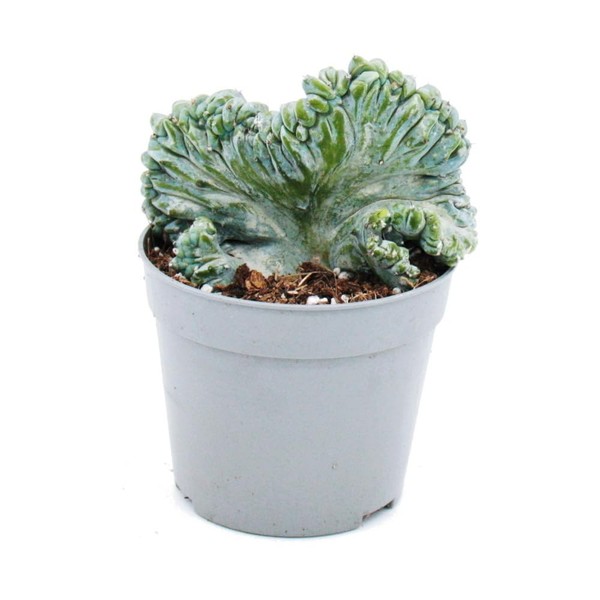 Blueberry Cactus - Comb Shape - Myrtillocactus geometrizans cristata - Extraordinary Cactus - 6.5 cm Pot