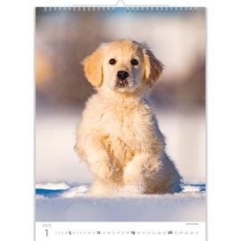 KALPA Puppy Calendar 2024: 12 Month Wall Calendar (24 x 33 cm), Dog Calendar 2024 Small in Portrait Format, 12 Pages Monthly Photo Calendar, A Year of Dog Joy