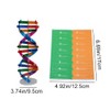 DHinkyoung DNA Model Double Helix Model Component Human Genes DNA