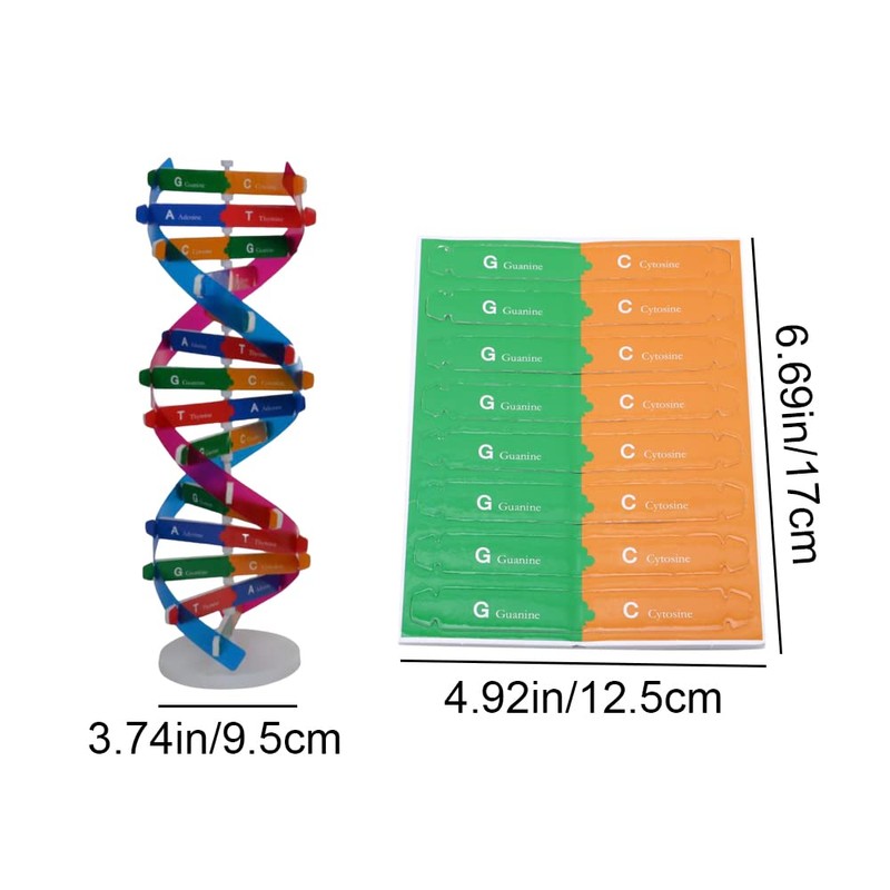 DHinkyoung DNA Model Double Helix Model Component Human Genes DNA