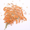 LYFORTZY Orange 70 Pcs Mini Babies Breath Pressed Flower for