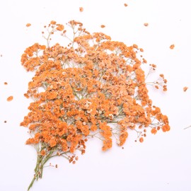LYFORTZY Orange 70 Pcs Mini Babies Breath Pressed Flower for Resin Art / Invitations Card Decor/Bookmark Jewelry DIY Craft, Real Dried Pressed Baby Breath Flowers Bulk with 2 Tweezers.