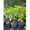 Tree Dusari Dasheri MANGO TREE GRAFTED (2-4 Feet Tall). We