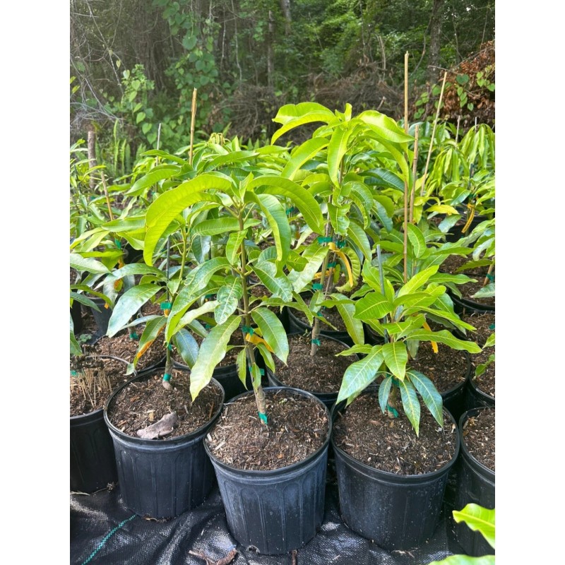 Tree Dusari Dasheri MANGO TREE GRAFTED (2-4 Feet Tall). We