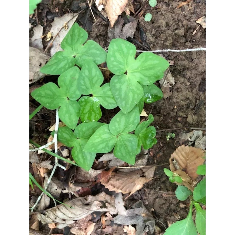 Pretty Little Orchids (3) Sharped-Lobed Hepatica (Hepatica Acutrloba)