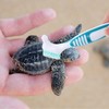 HAICN 2Pcs Turtle Cleaning Brush Turtle Shell Cleaning Brush Mini