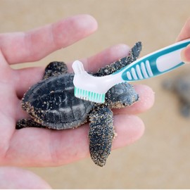 HAICN 2Pcs Turtle Cleaning Brush Turtle Shell Cleaning Brush Mini Double-Sided Cleaning Brush Removes Mud Dirt Debris for Animal Shell Health