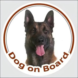 Belgian Malinois Sticker, Funny Dog On Board Car Sticker, Reflective, Waterproof, for Bumper and Window (15 cm/5.9 Inches)